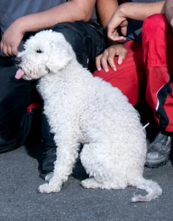 bs website brueckmann team hundi